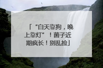 “白天靠狗，晚上靠灯”！菌子近期疯长！别乱捡