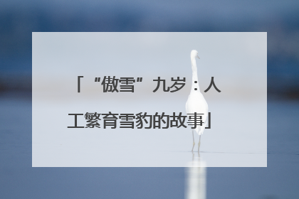 “傲雪”九岁：人工繁育雪豹的故事