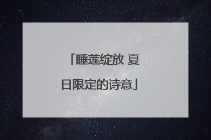 睡莲绽放 夏日限定的诗意