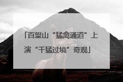 百望山“猛禽通道”上演“千猛过境”奇观