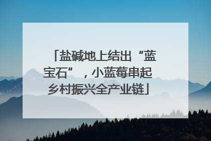 盐碱地上结出“蓝宝石”，小蓝莓串起乡村振兴全产业链