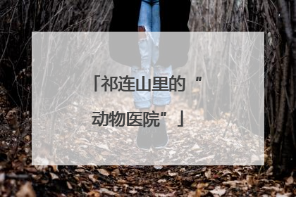 祁连山里的“动物医院”