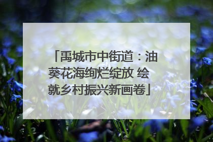 禹城市中街道：油葵花海绚烂绽放 绘就乡村振兴新画卷