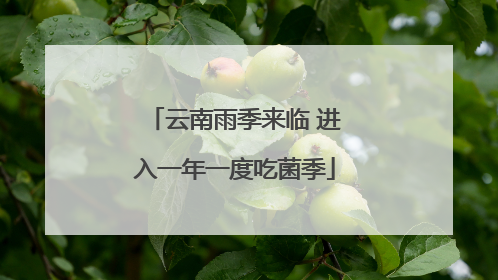 云南雨季来临 进入一年一度吃菌季