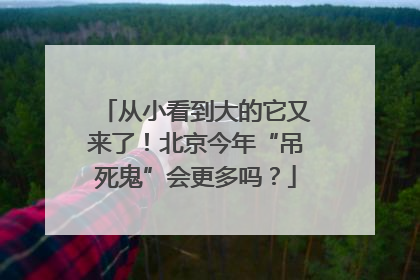 从小看到大的它又来了！北京今年“吊死鬼”会更多吗？