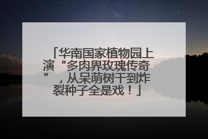 华南国家植物园上演“多肉界玫瑰传奇”，从呆萌树干到炸裂种子全是戏！