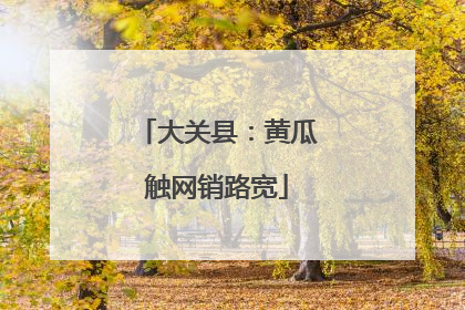 大关县：黄瓜触网销路宽