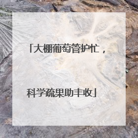 大棚葡萄管护忙，科学疏果助丰收