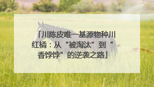 川陈皮唯一基源物种川红橘：从“被淘汰”到“香饽饽”的逆袭之路
