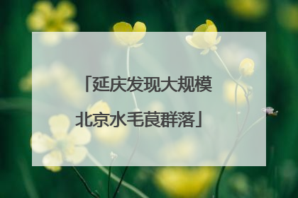 延庆发现大规模北京水毛茛群落
