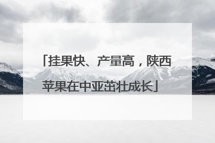 挂果快、产量高，陕西苹果在中亚茁壮成长