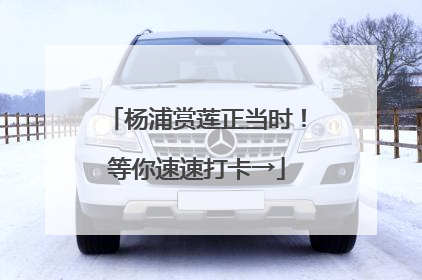 杨浦赏莲正当时！等你速速打卡→