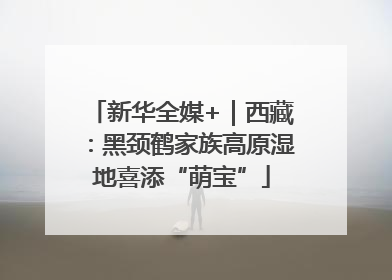 新华全媒+｜西藏：黑颈鹤家族高原湿地喜添“萌宝”