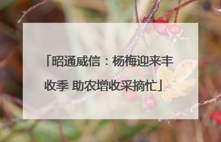 昭通威信：杨梅迎来丰收季 助农增收采摘忙