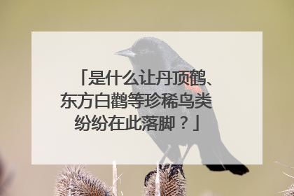 是什么让丹顶鹤、东方白鹳等珍稀鸟类纷纷在此落脚？