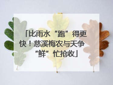 比雨水“跑”得更快！慈溪梅农与天争“鲜”忙抢收