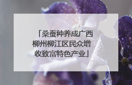 桑蚕种养成广西柳州柳江区民众增收致富特色产业