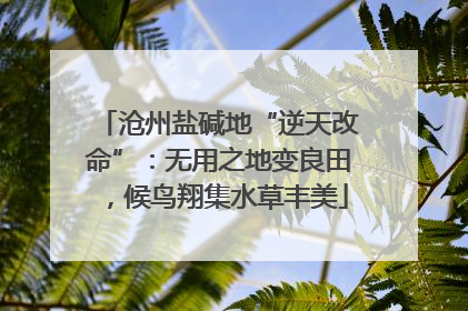 沧州盐碱地“逆天改命”：无用之地变良田，候鸟翔集水草丰美