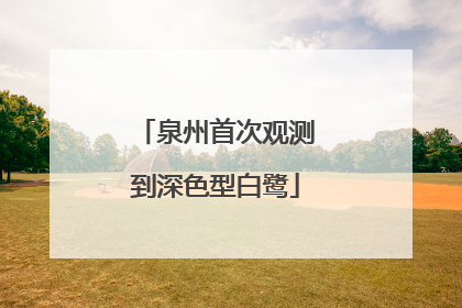 泉州首次观测到深色型白鹭