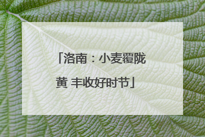 洛南：小麦覆陇黄 丰收好时节