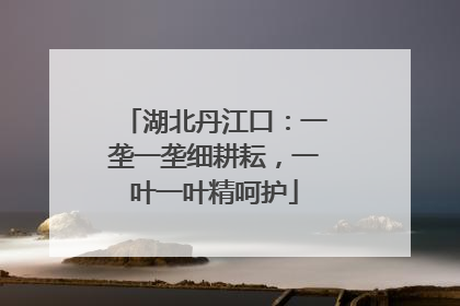 湖北丹江口：一垄一垄细耕耘，一叶一叶精呵护