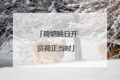 荷塘映日开 赏荷正当时