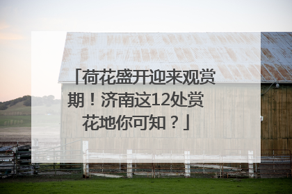 荷花盛开迎来观赏期！济南这12处赏花地你可知？