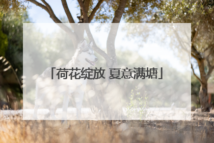 荷花绽放 夏意满塘