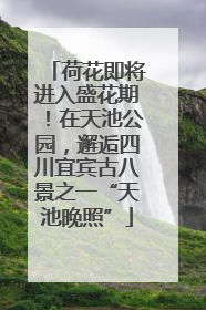 荷花即将进入盛花期！在天池公园，邂逅四川宜宾古八景之一“天池晚照”
