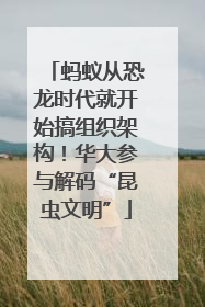 蚂蚁从恐龙时代就开始搞组织架构！华大参与解码“昆虫文明”