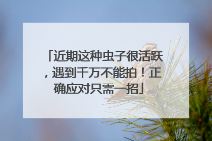 近期这种虫子很活跃，遇到千万不能拍！正确应对只需一招
