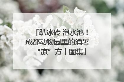 趴冰砖 泡水池！成都动物园里的消暑“凉”方丨图集
