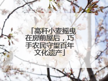 高秆小麦摇曳在房前屋后，巧手农民守望百年文化遗产