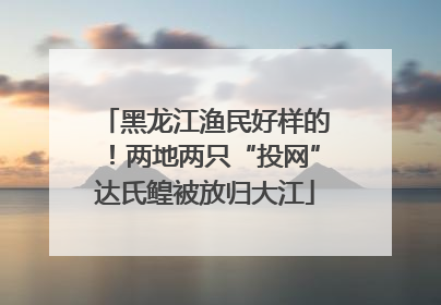 黑龙江渔民好样的！两地两只“投网”达氏鳇被放归大江